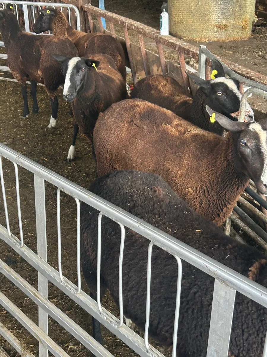 Strong zwartable ewe Hoggets for sale - Image 3