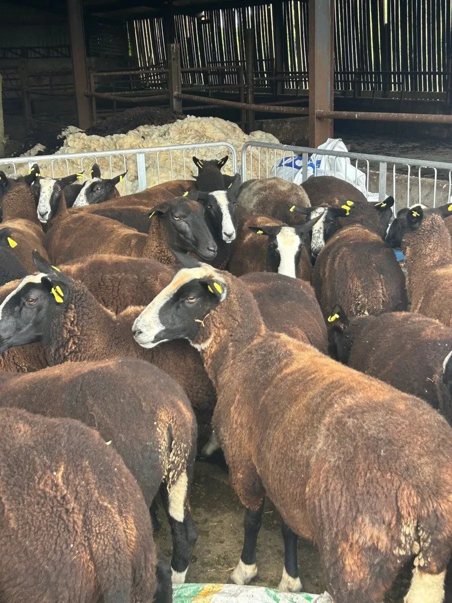 Strong zwartable ewe Hoggets for sale - Image 4