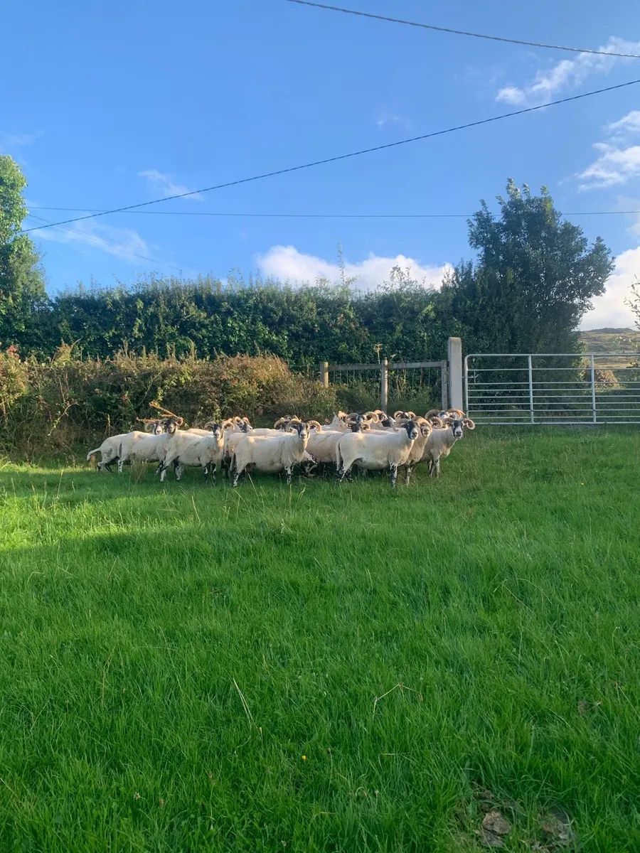Lanark ewes - Image 1