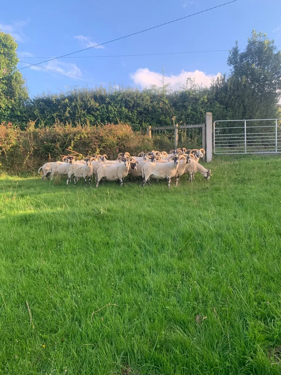 Lanark ewes - Image 2