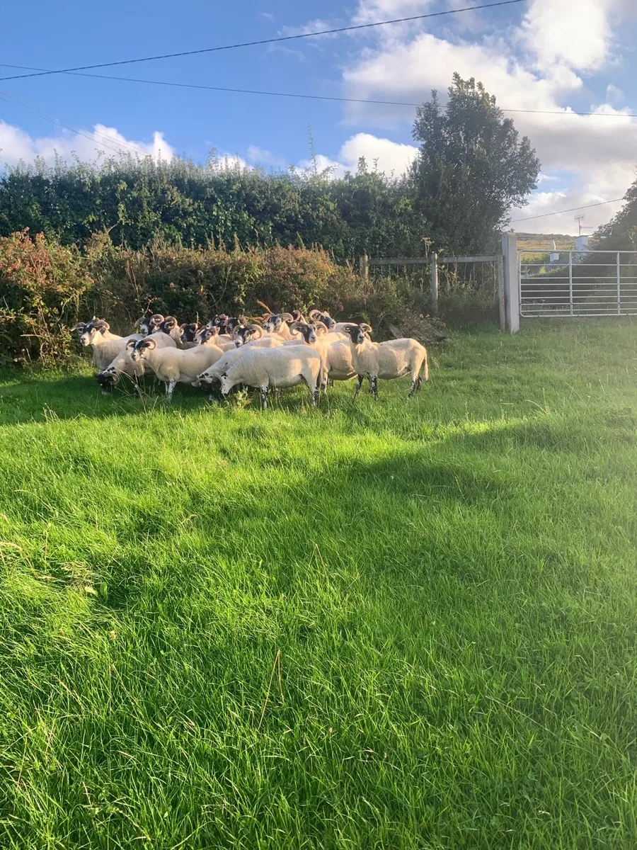 Lanark ewes - Image 3