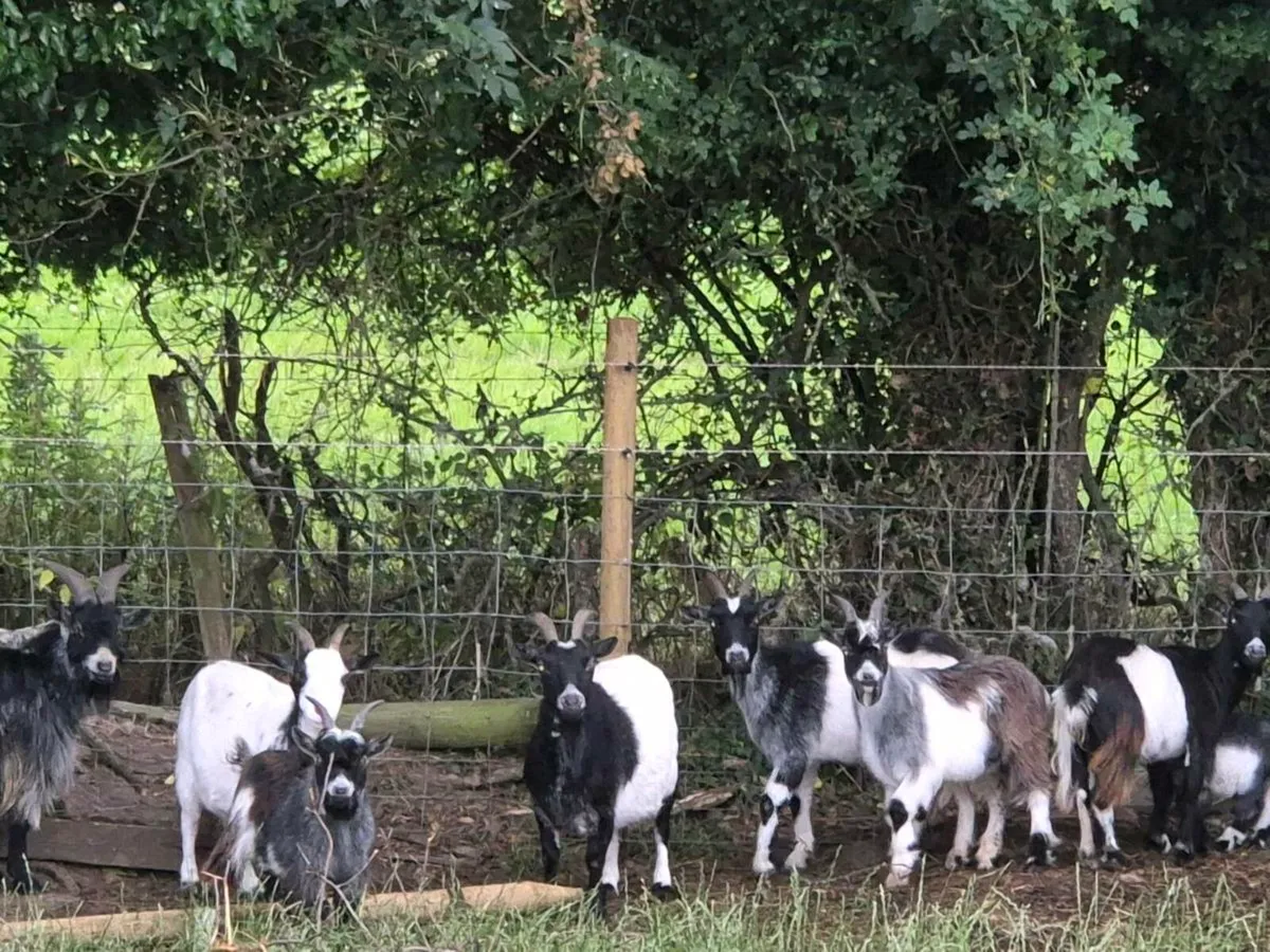 Pygmy goats - Image 1