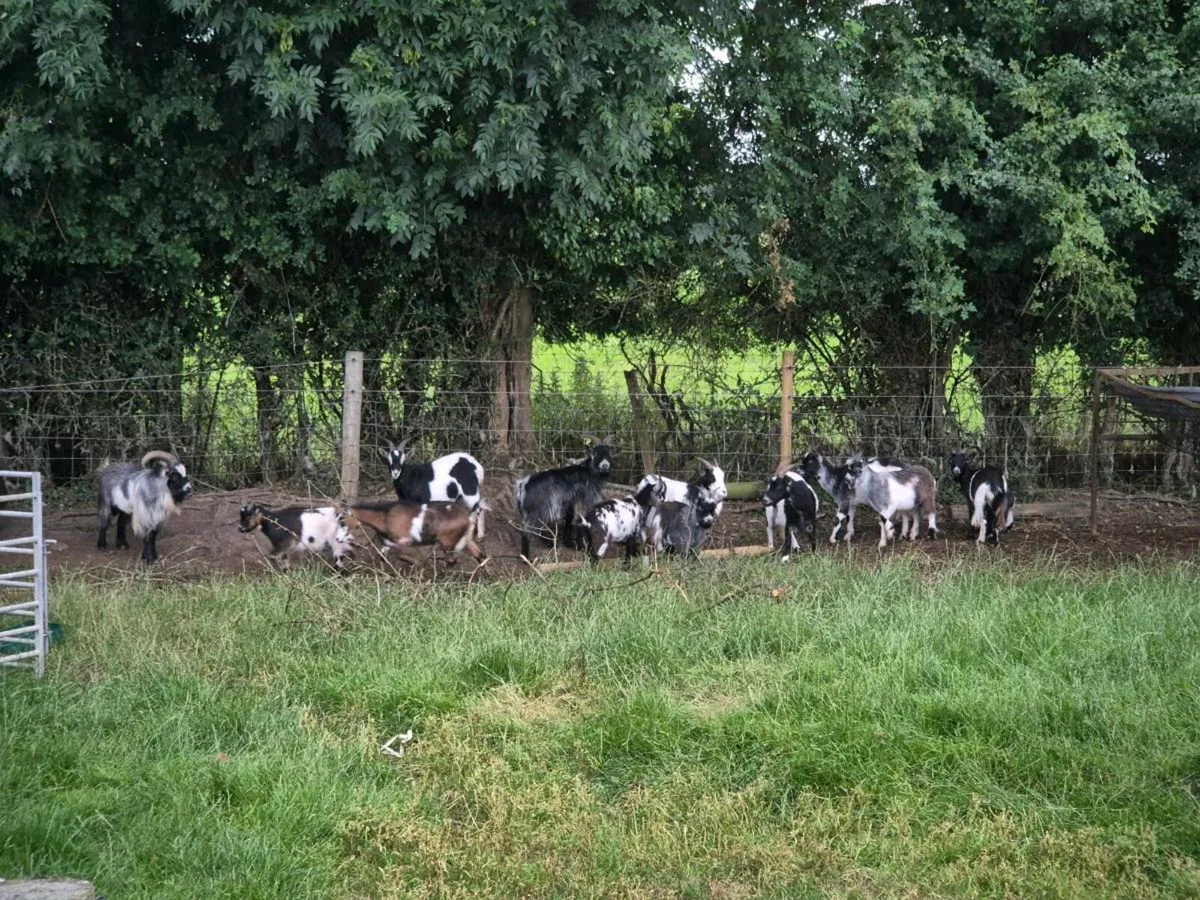 Pygmy goats - Image 2