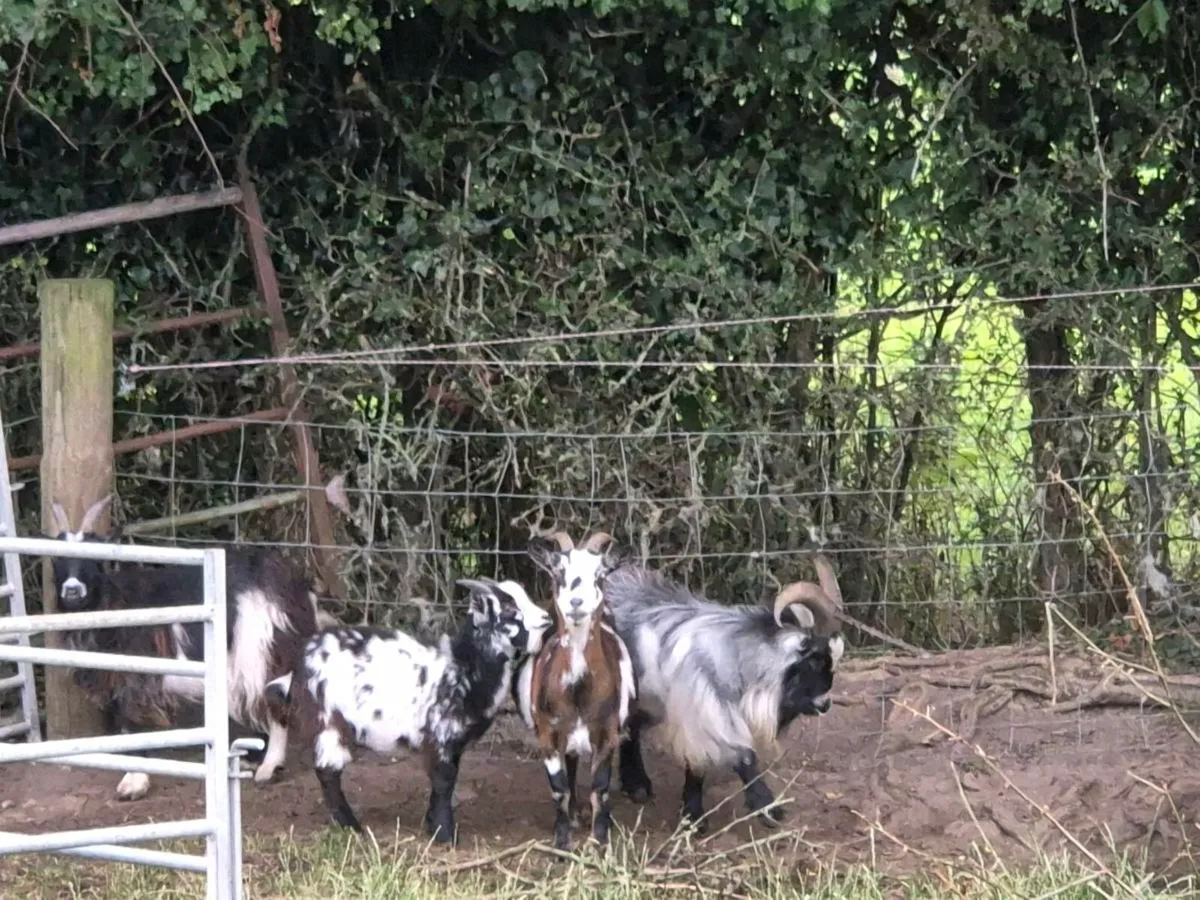 Pygmy goats - Image 3