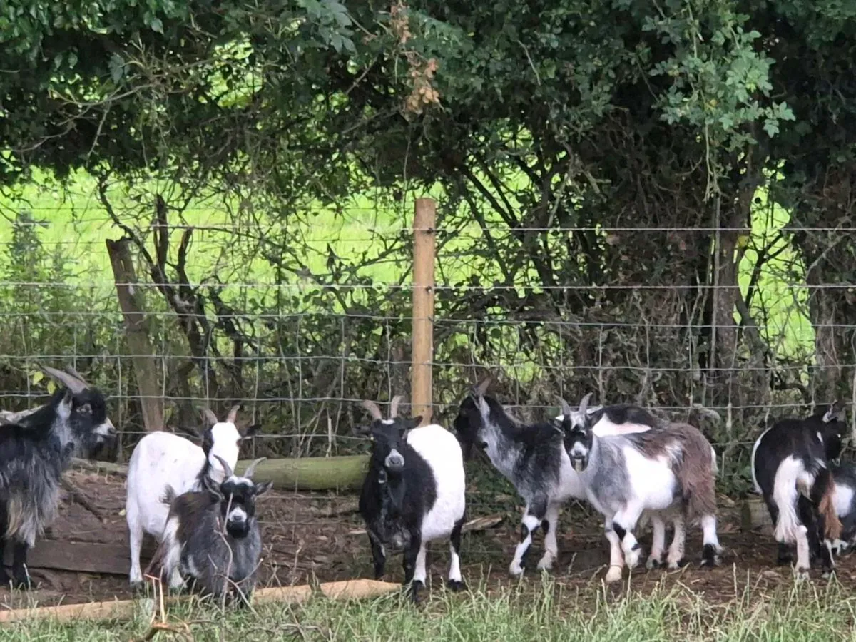 Pygmy goats - Image 4