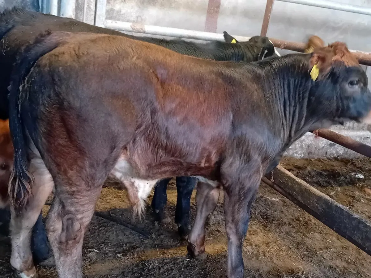 3 Smashing Limousin Bull Weanlings - Image 1