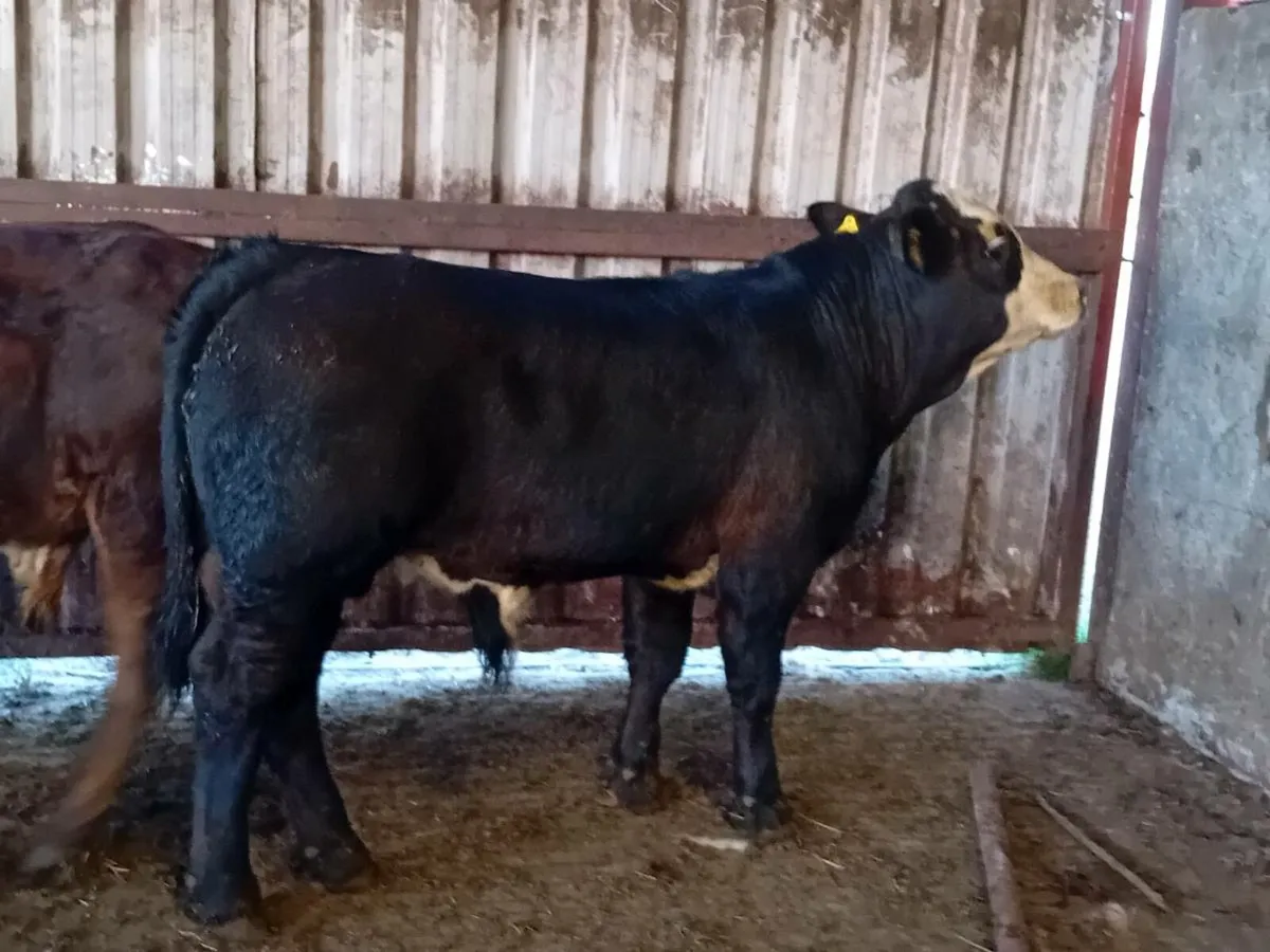 3 Smashing Limousin Bull Weanlings - Image 2