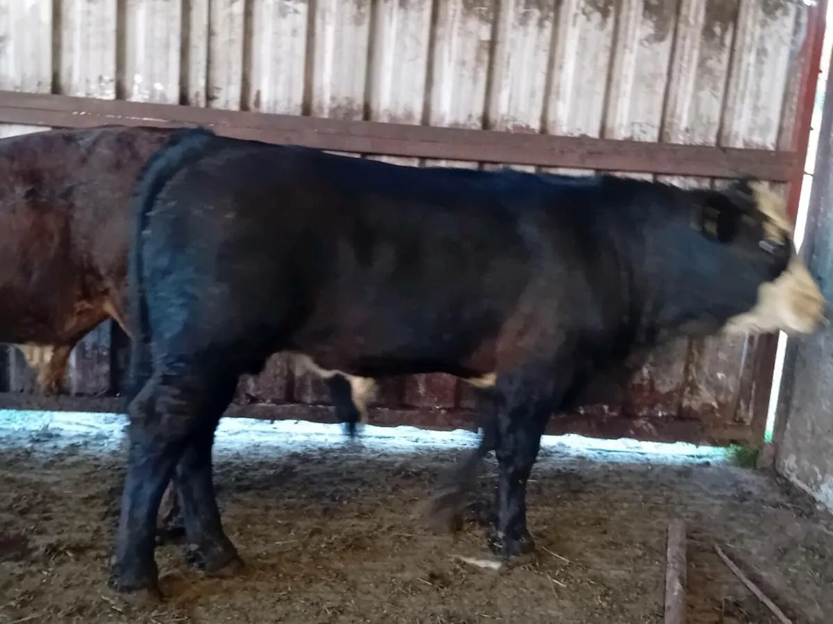 3 Smashing Limousin Bull Weanlings - Image 3