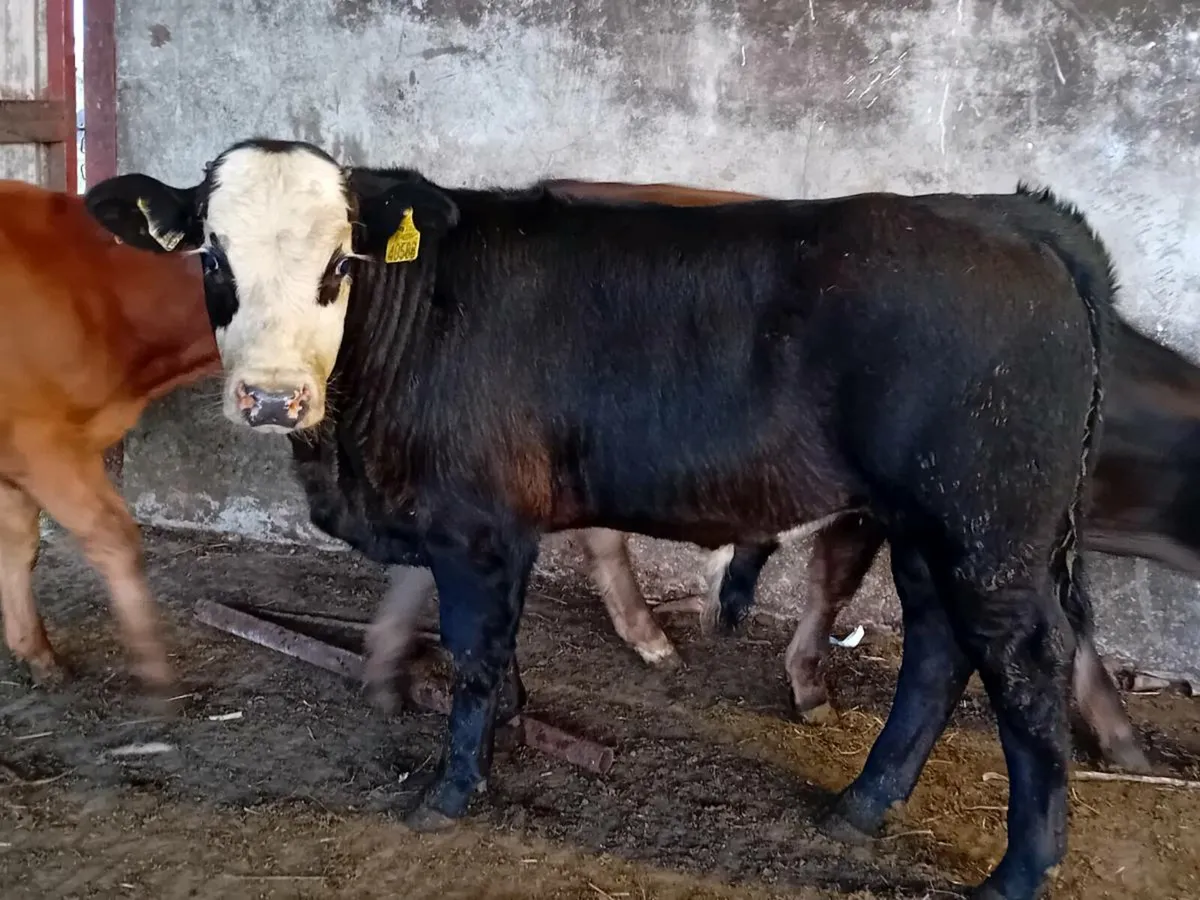 3 Smashing Limousin Bull Weanlings - Image 4