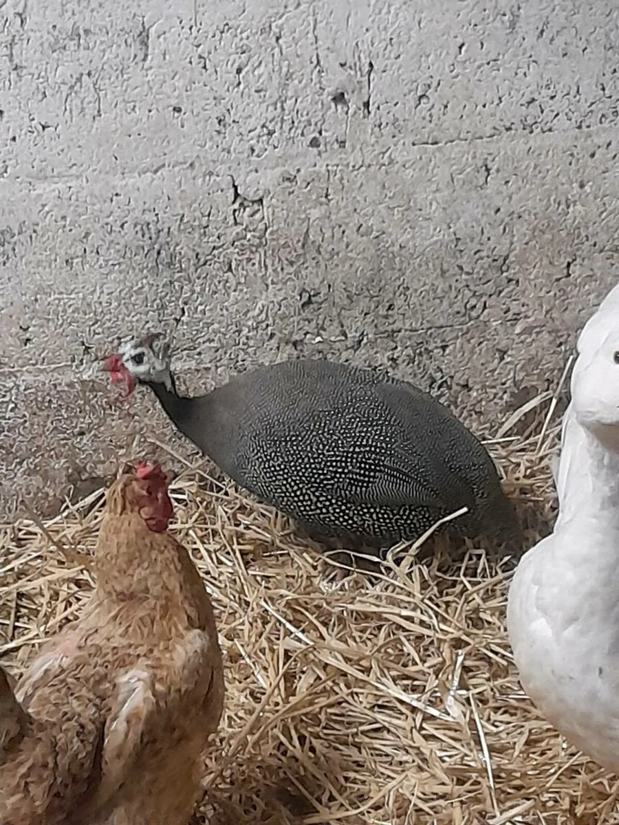 Selection of Poultry - Image 1