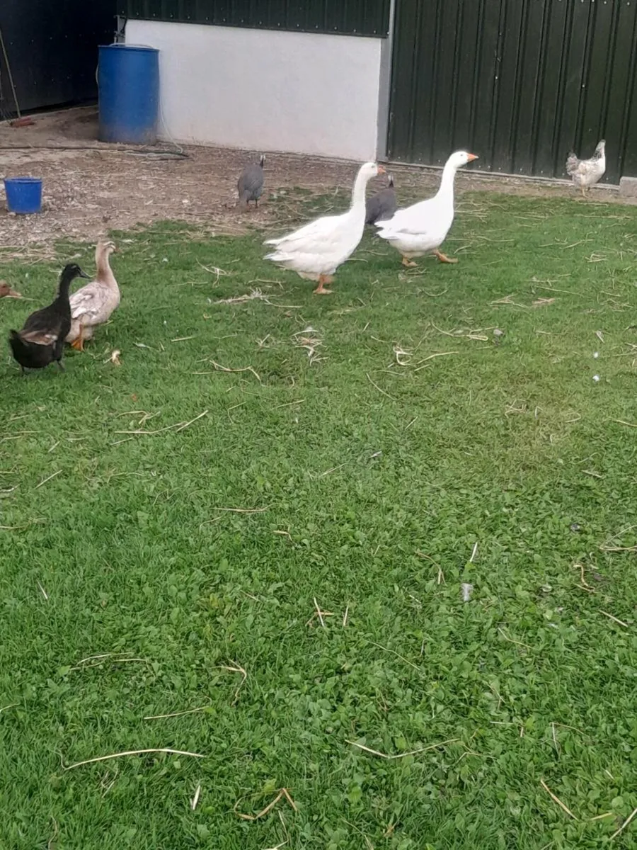 Selection of Poultry - Image 2