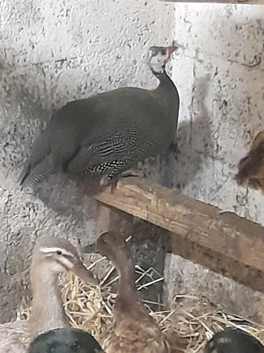 Selection of Poultry - Image 3