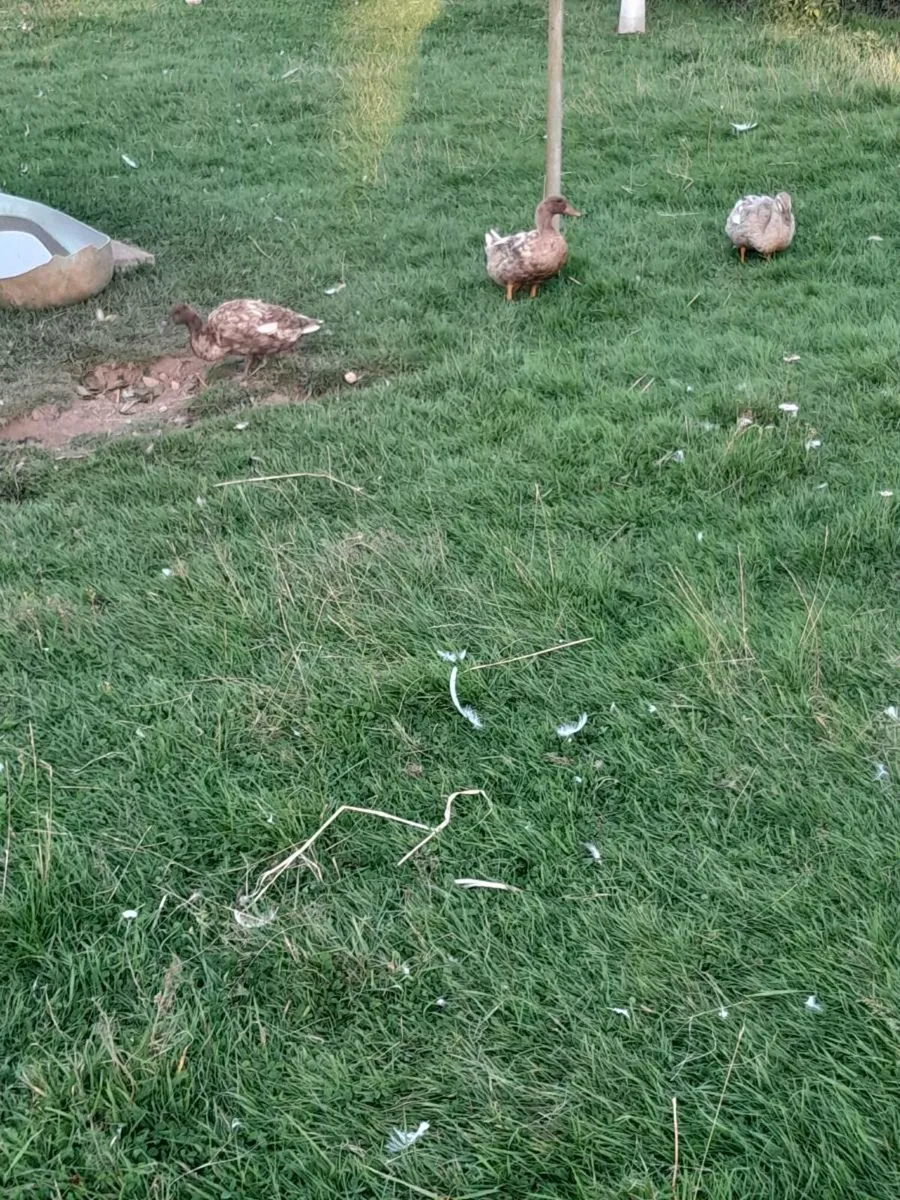 Selection of Poultry - Image 4