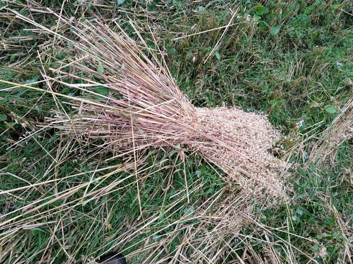 Sheafs of corn - Image 1
