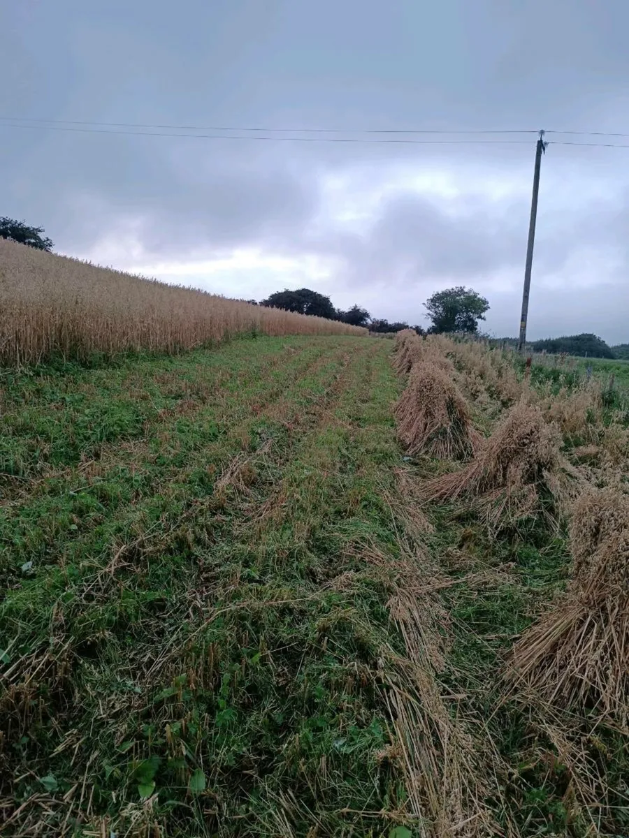 Sheafs of corn - Image 2