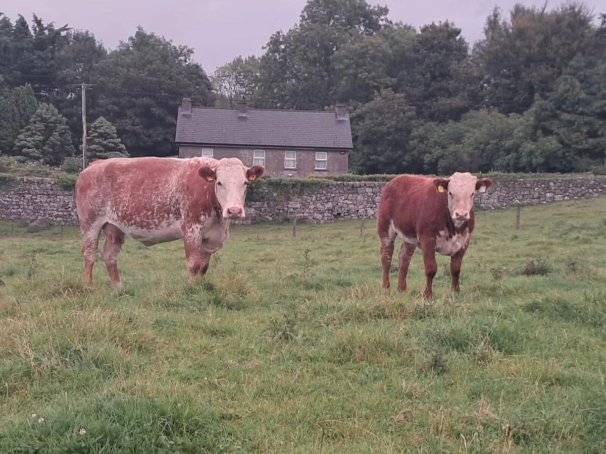 Limousin Heifer - Image 2