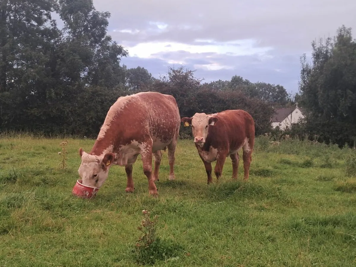 Limousin Heifer - Image 3