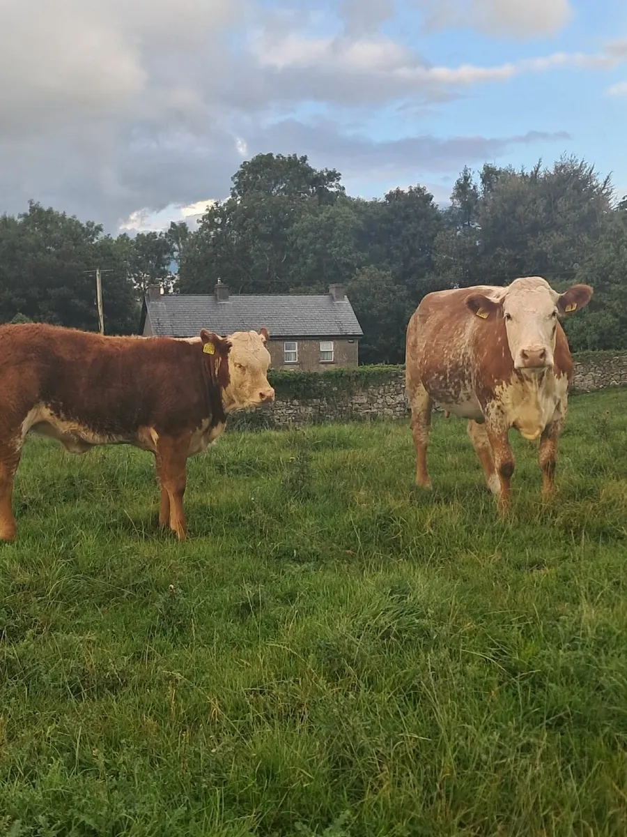 Limousin Heifer - Image 4