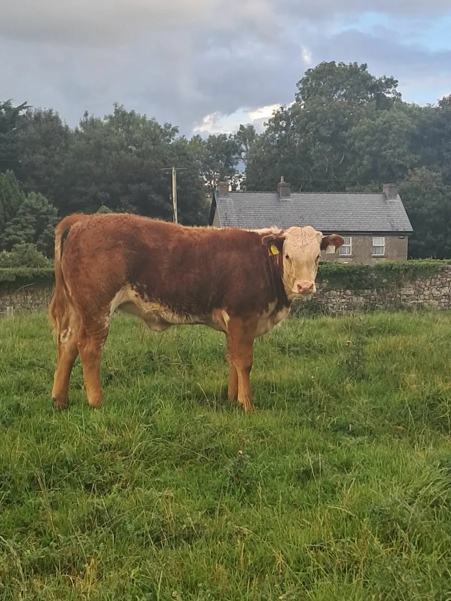Limousin Heifer - Image 1