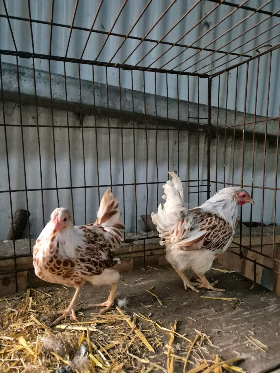 Pb poultry & pygmy goats - Image 1
