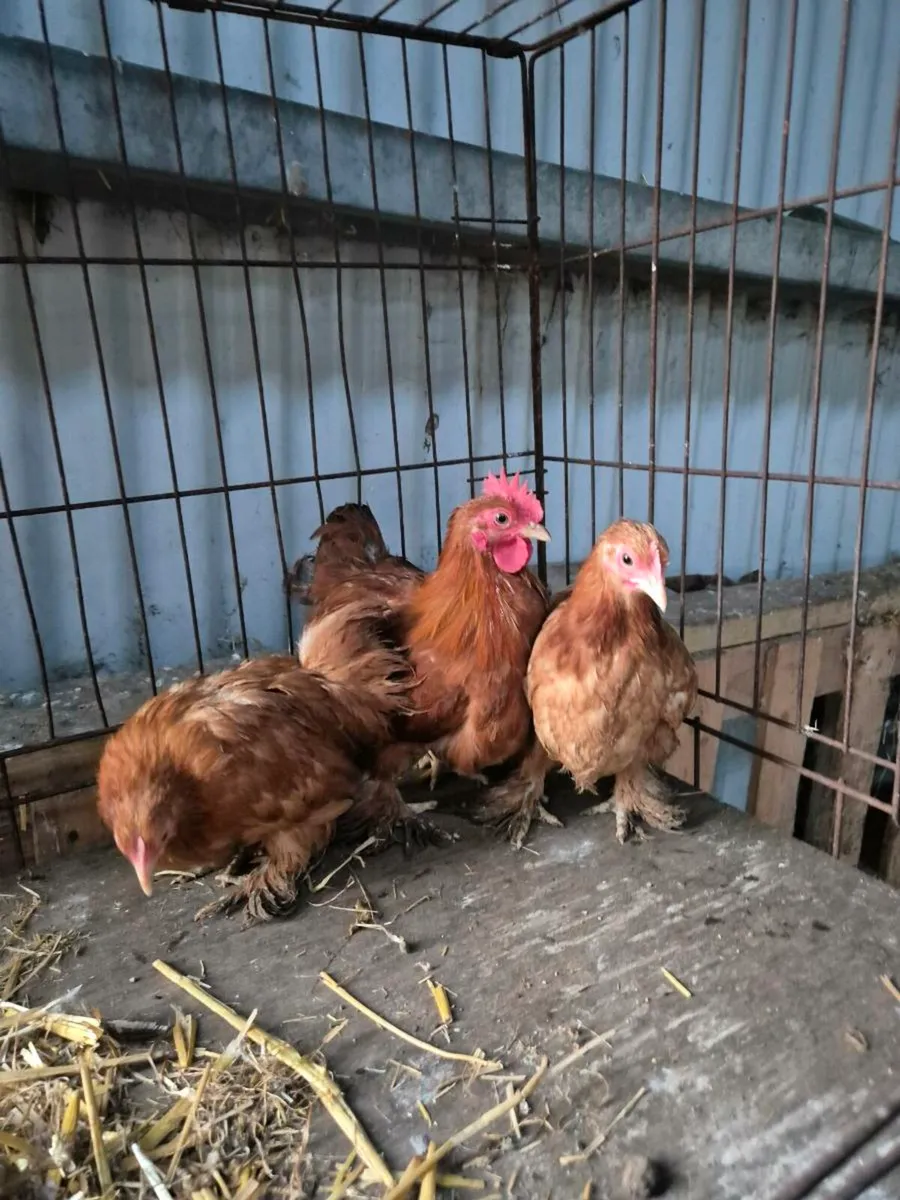 Pb poultry & pygmy goats - Image 2