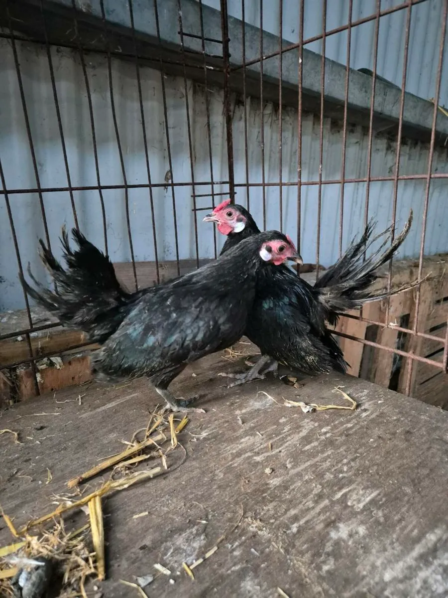 Pb poultry & pygmy goats - Image 3