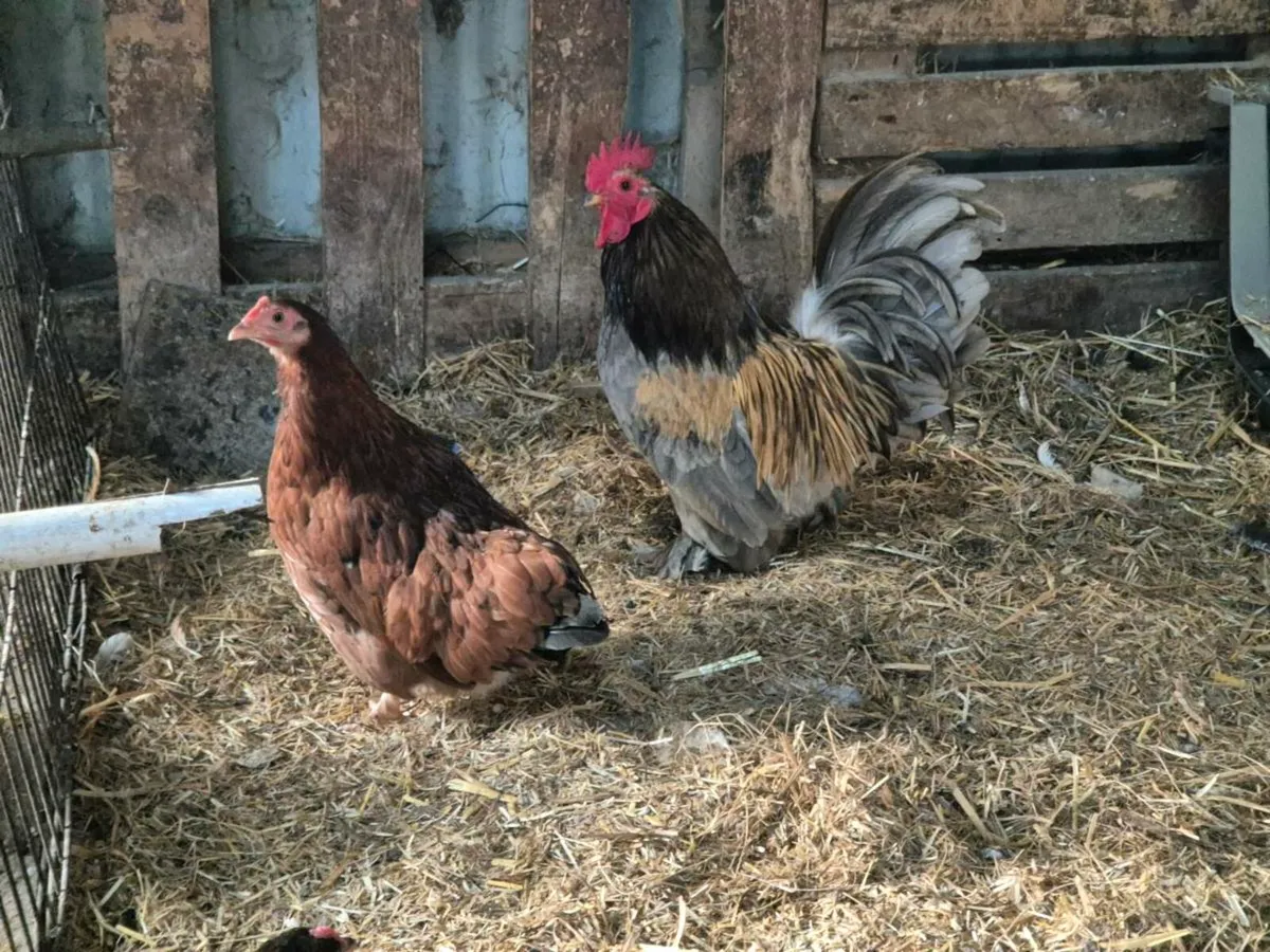 Pb poultry & pygmy goats - Image 4