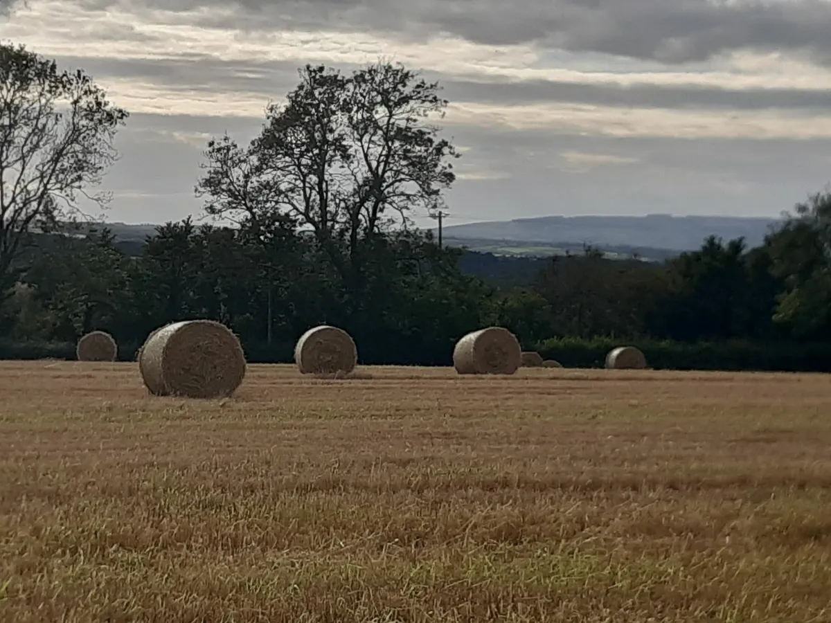 Barley Straw - Image 2