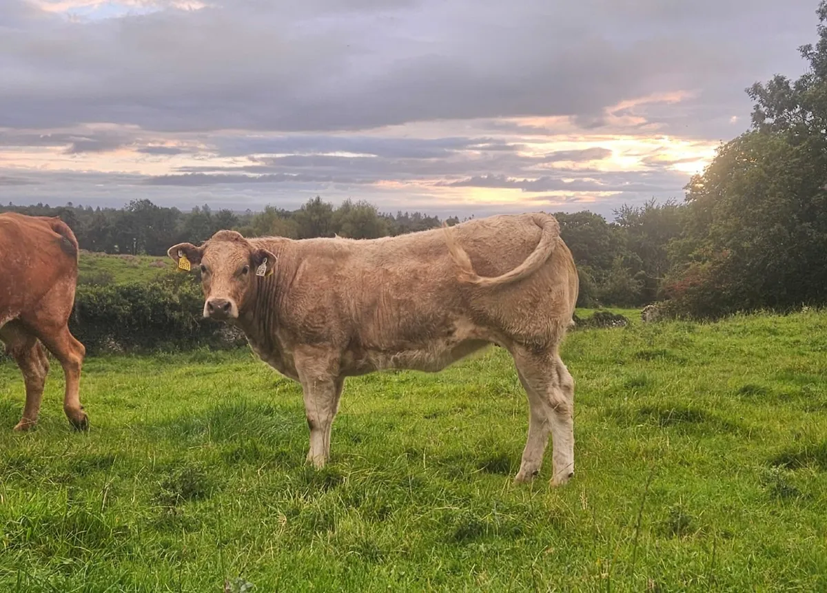Belgian Blue Heifer - Image 1