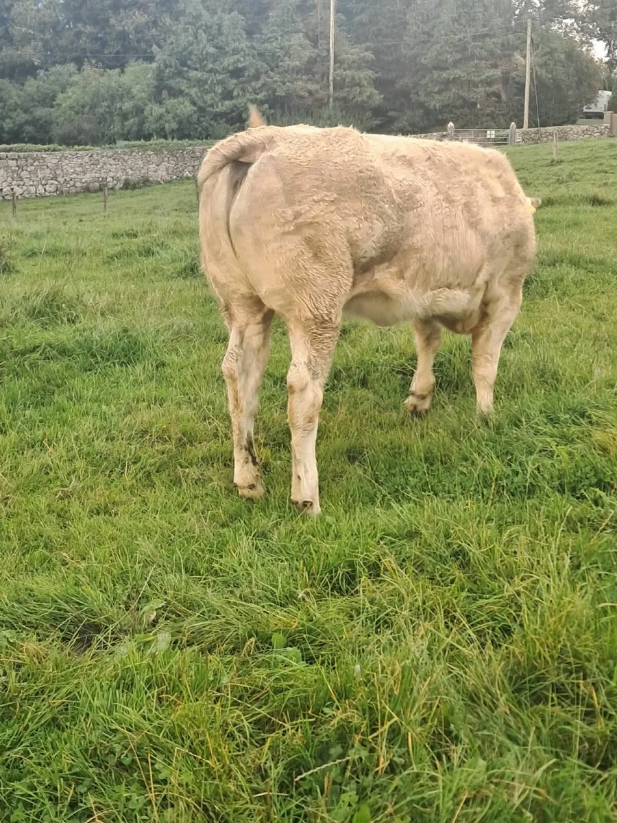 Belgian Blue Heifer - Image 2