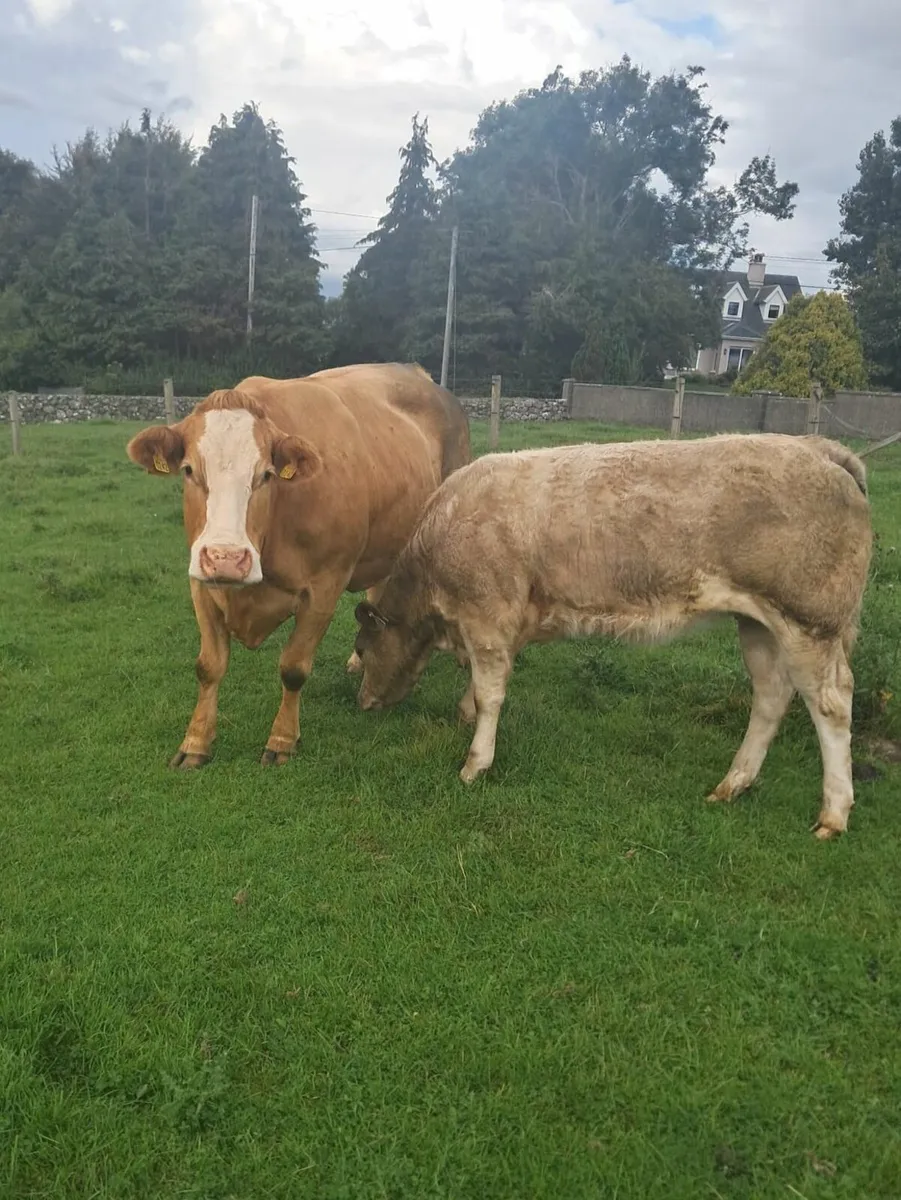 Belgian Blue Heifer - Image 3
