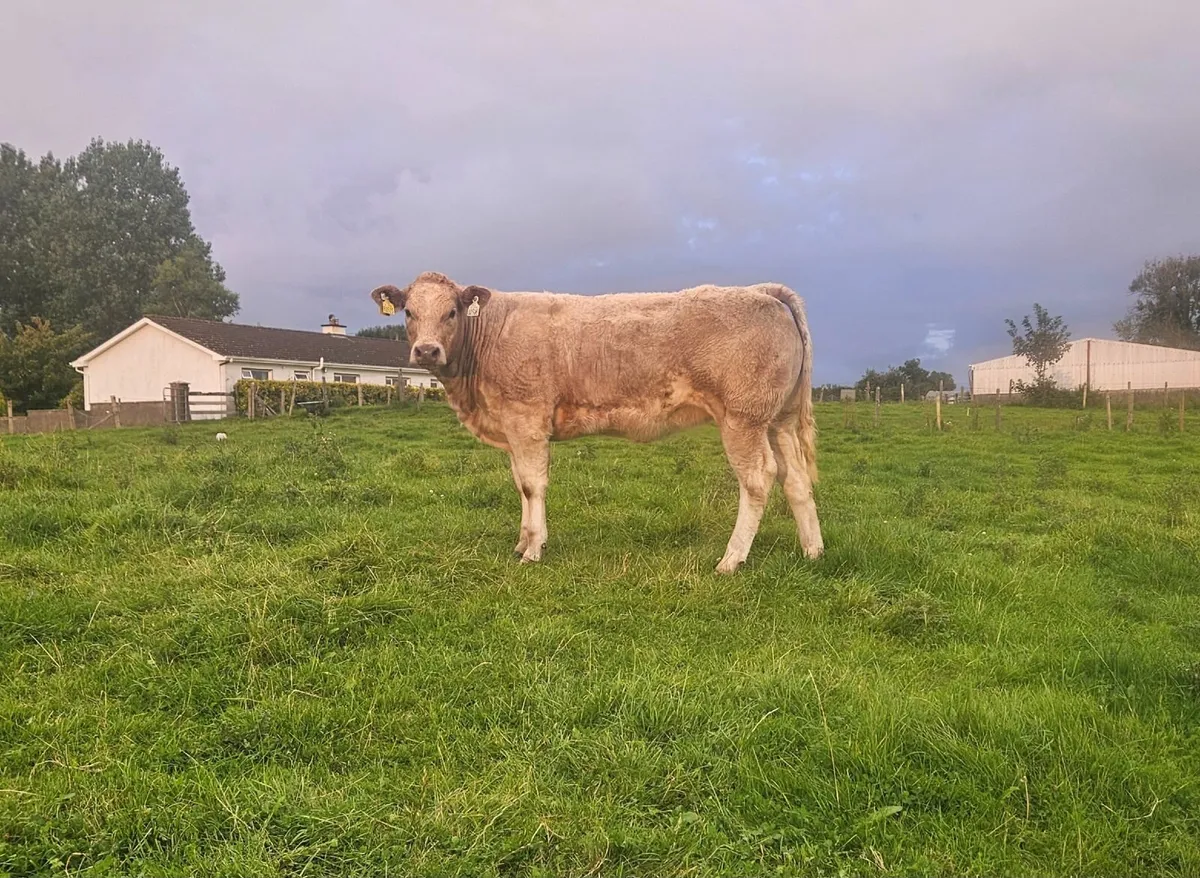 Belgian Blue Heifer - Image 4