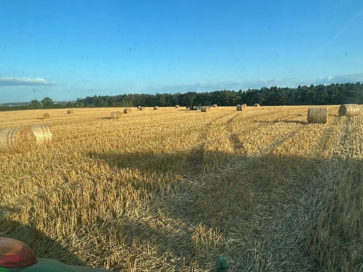 Straw barley and oats - Image 1