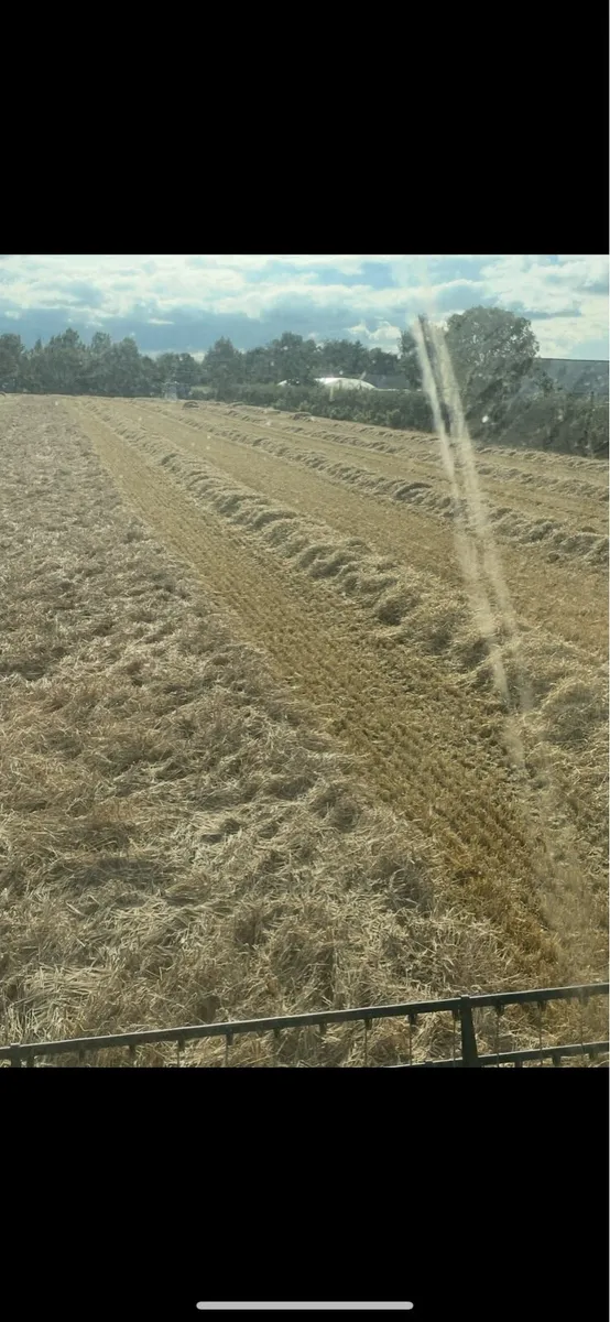 Straw barley and oats - Image 2