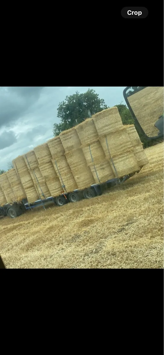 Straw barley and oats - Image 4
