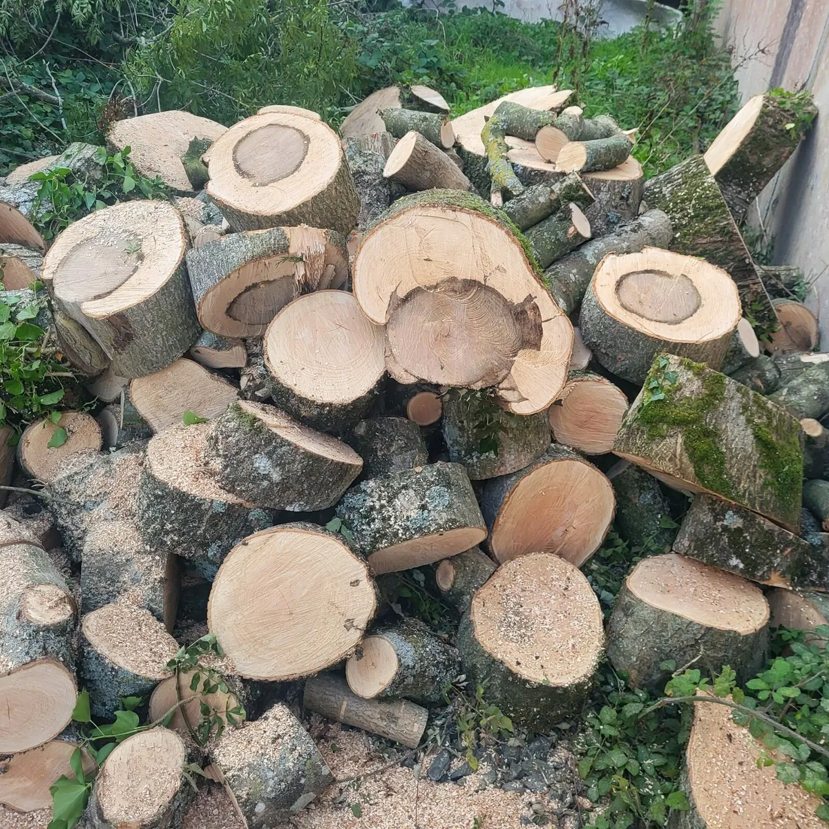Firewood - Image 1
