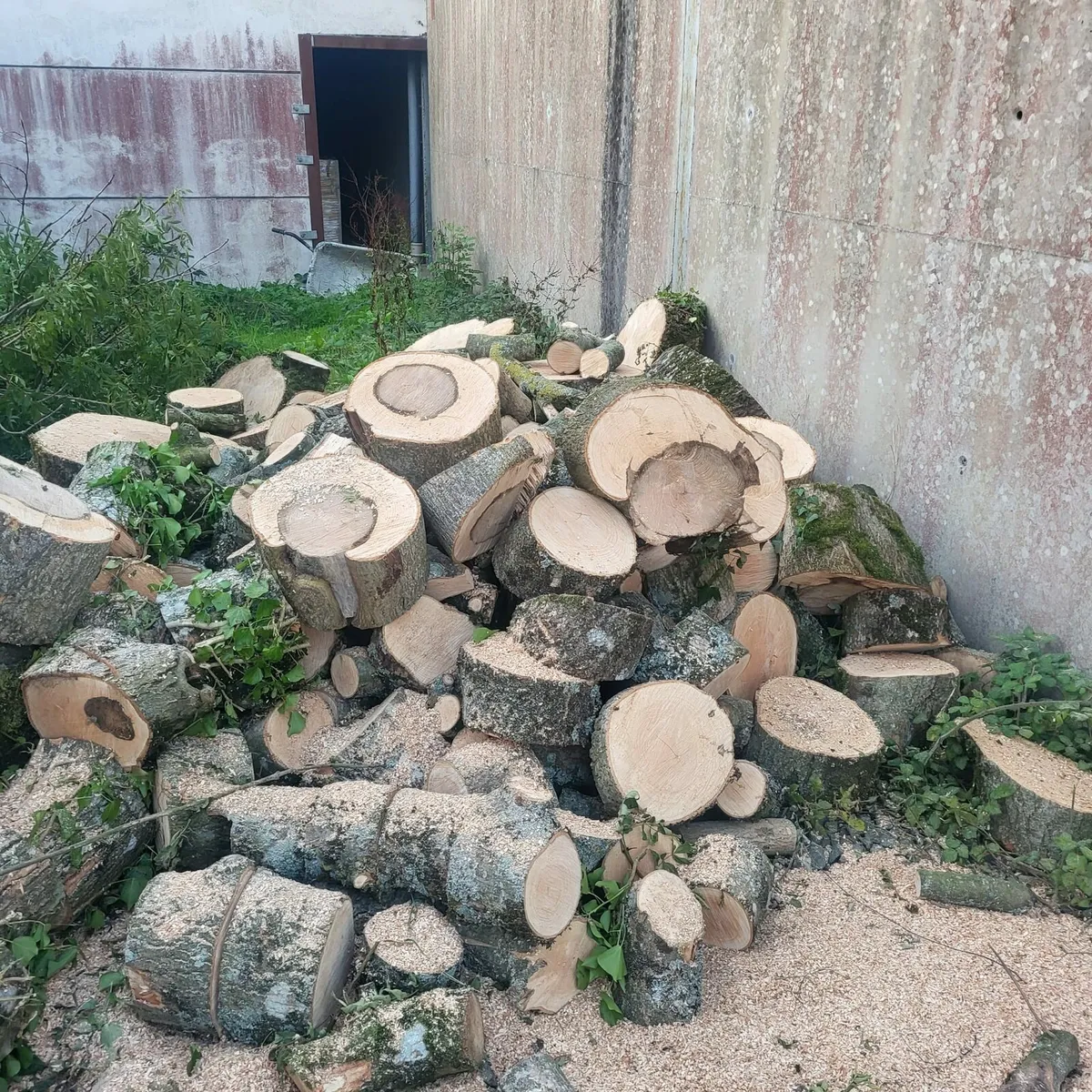 Firewood - Image 2