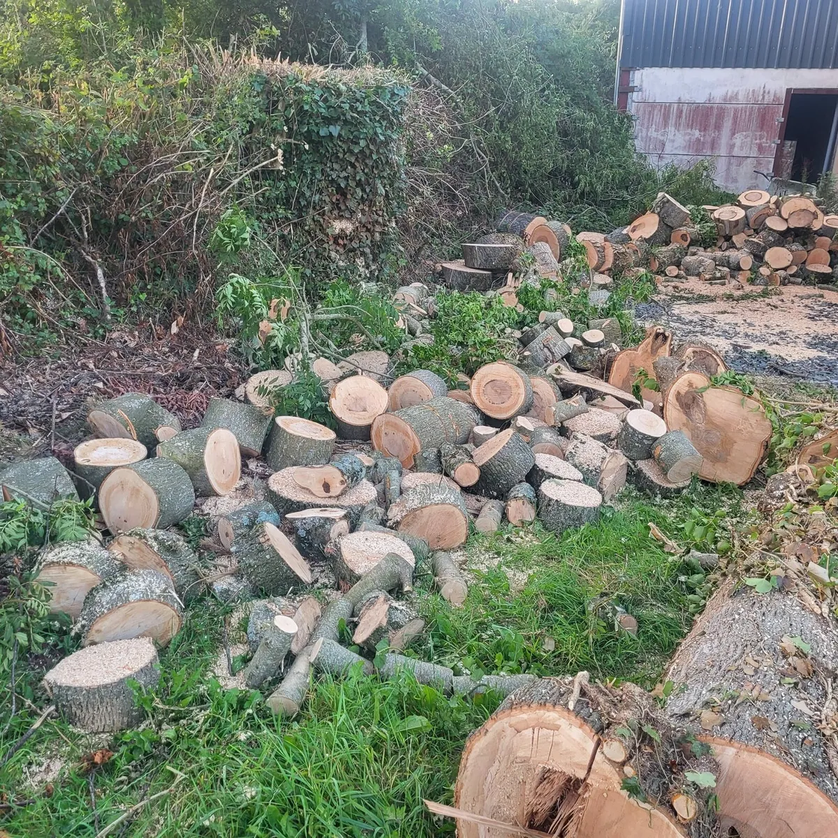 Firewood - Image 3