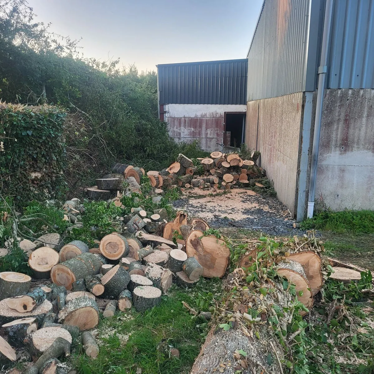 Firewood - Image 4