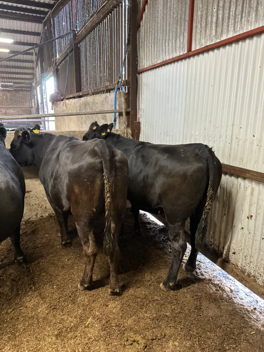 Springing Aubrac heifers - Image 1