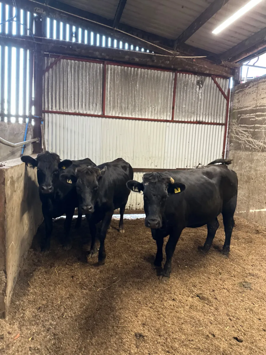 Springing Aubrac heifers - Image 3