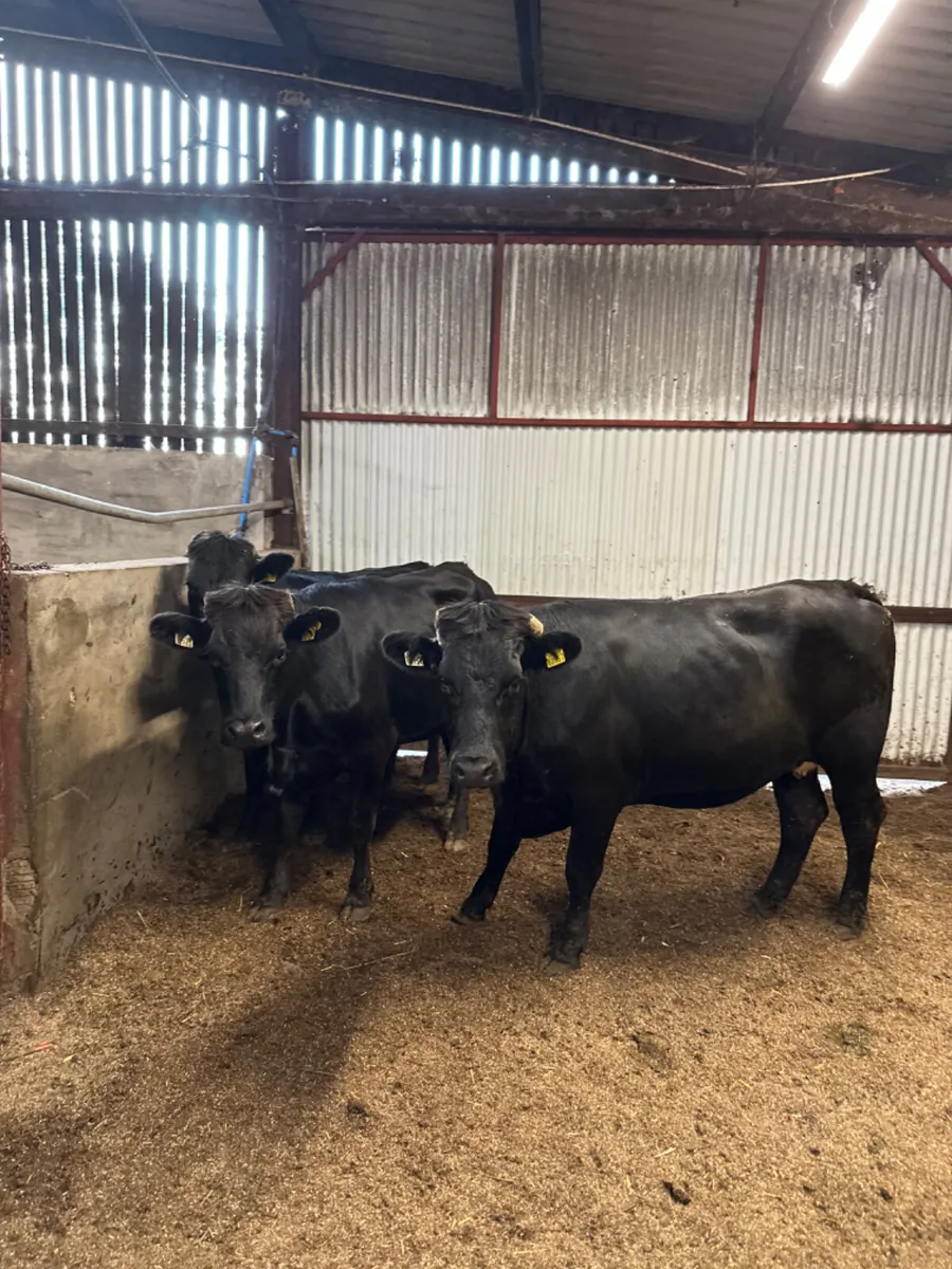 Springing Aubrac heifers - Image 2