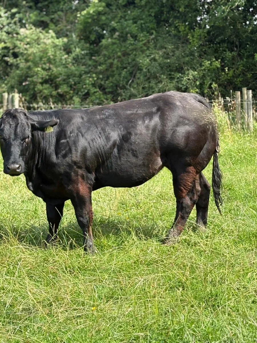 Super heifers e and u grand plus - Image 1