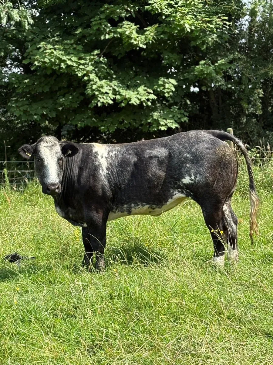 Super heifers e and u grand plus - Image 2
