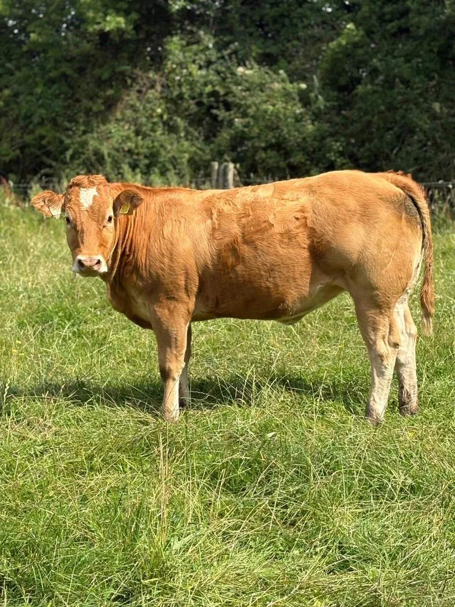 Super heifers e and u grand plus - Image 3
