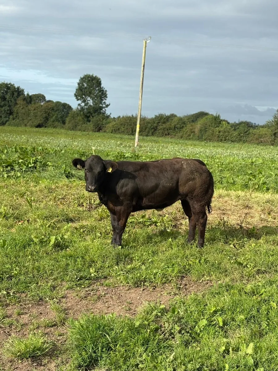 Super heifers e and u grand plus - Image 4