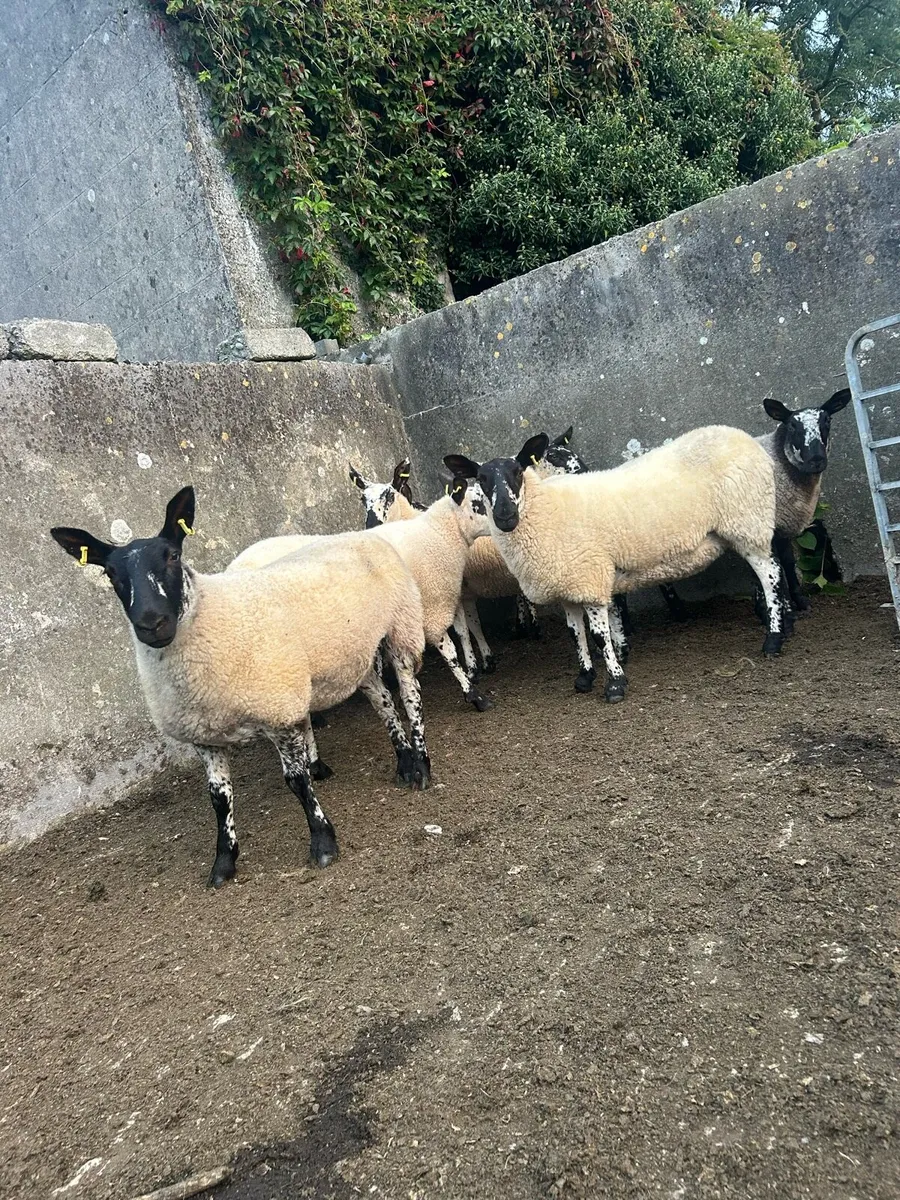 Hoggetts - Image 1