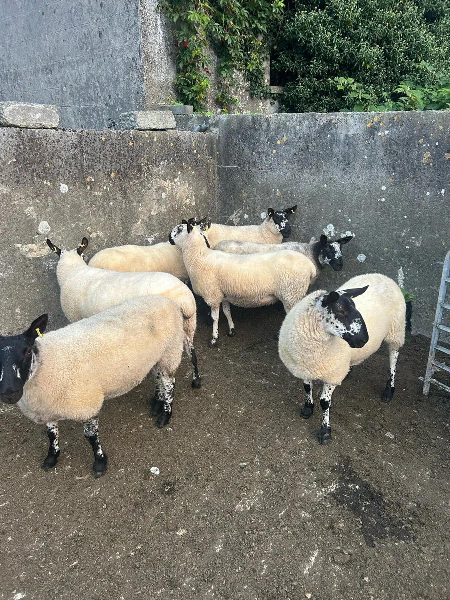 Hoggetts - Image 2