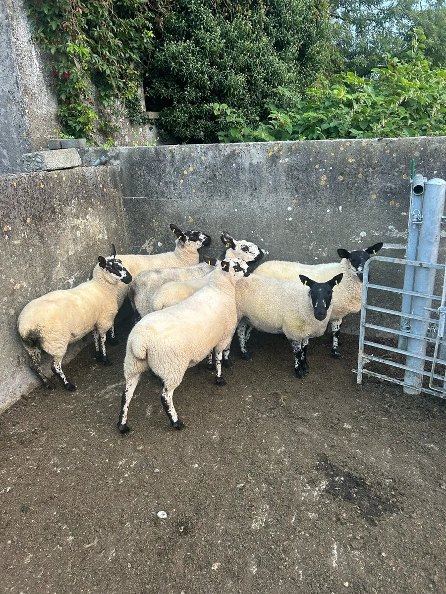 Hoggetts - Image 4