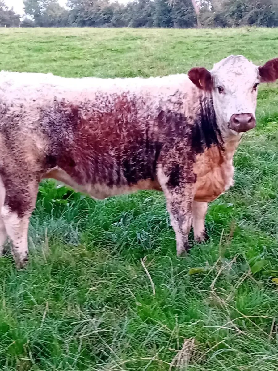 Maiden heifers - Image 1